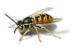 yellow jacket removal services
