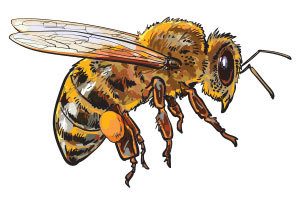 Bee Removal Service - Info About Bees