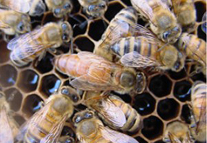 Queen Bee Removal Expert