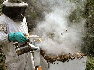 Orange County beekeeping services 