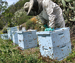 Orange County Beekeeping
