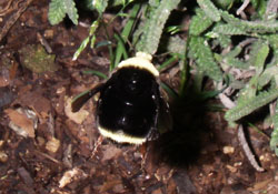 bumblebees removal