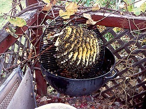 Honey bee removal