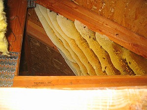 Licensed Structural Bee Removal from a Residential Attic