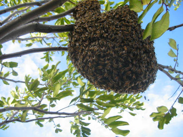 bee removal - busy hive