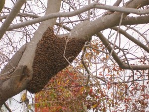 San Juan Capistrano Bee Removal