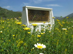 San Clemente Bee Removal