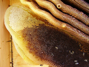 Trabuco Canyon Bee Removal