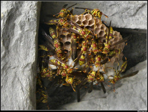 orange county wasp removal