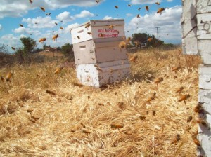 Costa Mesa Bee Removal
