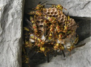 Costa Mesa wasp removal service 2