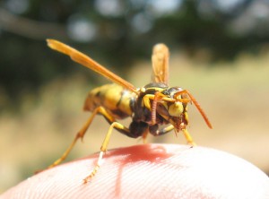 yellow jacket, San Clemente Wasp Removal Service