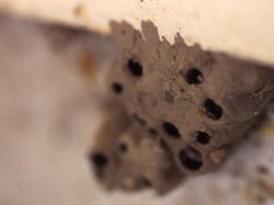 wasp nest, Brea Wasp Removal