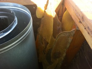 Chimney bee removal