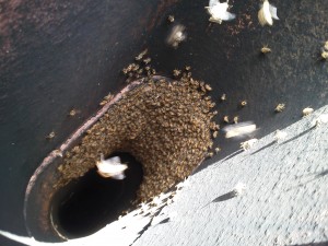 chimney bees, bee removal from chimney, chimney bee