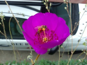 Bees in your tree, Pollination