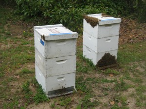 hive box, beekeeping, orange county bee removal, bees in birdhouse